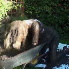 custardcouple: Wheelbarrow Of Mud