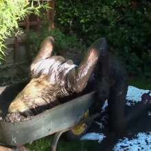 custardcouple: Wheelbarrow Of Mud