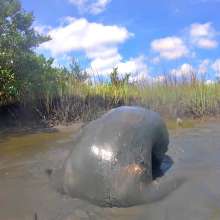 Goonology: Hunk in the Gunk