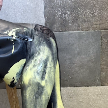 Sophies Heels: 