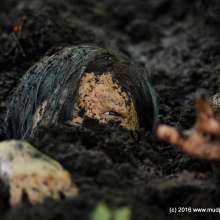 DuncanEdwards: My Personal Photos