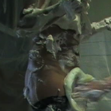 Dominic: Kayla--The Pie and Gunge Quizzes