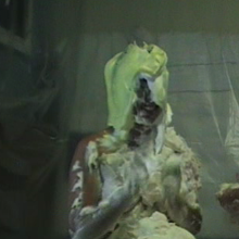 Dominic: Kayla--The Pie and Gunge Quizzes