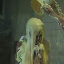 Dominic: Kayla--The Pie and Gunge Quizzes