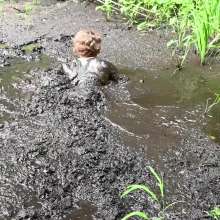 Stella: Silt Swim