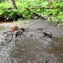 Stella: Silt Swim