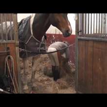 bootedbabes: Working with Horses
