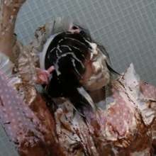 usamilk japanese cosplay: Messy Play of Japanese Cute Cosplay Girl: Kiki 04