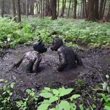 Stella: Mucky Puppies