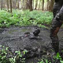 Stella: Mucky Puppies