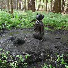 Stella: Mucky Puppies