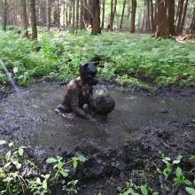 Stella: Mucky Puppies