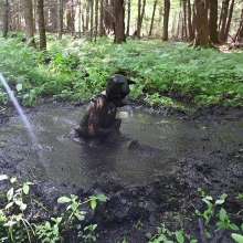 Stella: Mucky Puppies