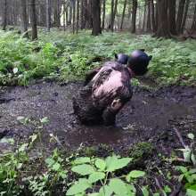 Stella: Mucky Puppies