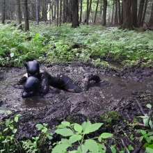 Stella: Mucky Puppies