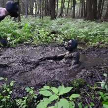Stella: Mucky Puppies