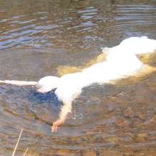 DungeonMasterOne: Ophelia ii: Maude, in the river, in a wedding dress!