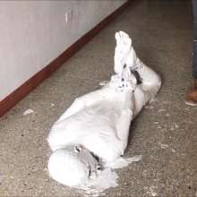 RevSlymsford: Patrick Hogtied, Trashed Then Allowed To Masturbate