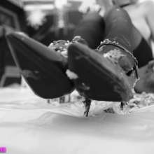 messyhot: Sobe K Stockings Garters Heels and Cake Mess