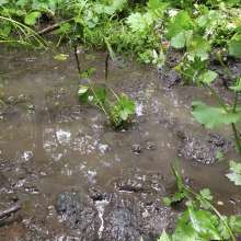 MudTradie: Discreet English forest/woodland mud spots?