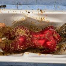 Your Wet Cat: Completely Covered with 20 Liters of Slop, a Crazy Mess!