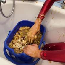 Your Wet Cat: Completely Covered with 20 Liters of Slop, a Crazy Mess!