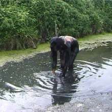 WSMProductions: Dee in Muddy Duck Pond