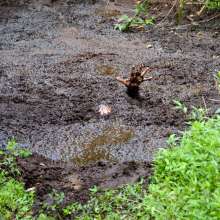 dlodoski: Across the Bog--Annabelle (photos)