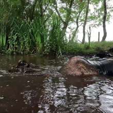 WetandMuddy: Video 90--Muddy Water Aerobics