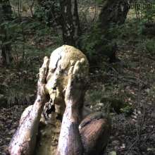 Pure Paint: Elisa in Forest Mud