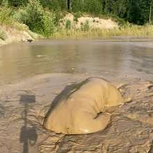 boychucker: Fur in Mud