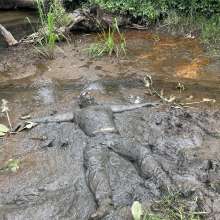DCMudPuppy: DC / Balt. mudding along the Patapsco.