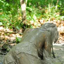 dlodoski: Anabelle and the Sinking Hole Challenge--Photos