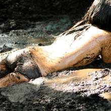 dlodoski: Cherry Addicted to Teasing in Peat--Photos