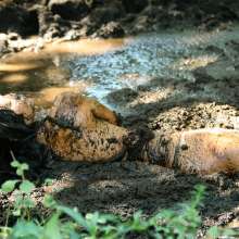dlodoski: Gara is Shy, and Teasing in Peat--Photos