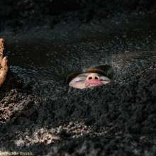 dlodoski: Sherly Exploring the Bog--Photos