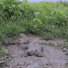 RyuuWammer: Mud Tug