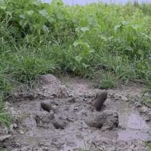RyuuWammer: Mud Tug