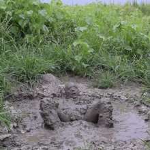 RyuuWammer: Mud Tug