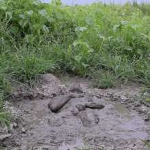 RyuuWammer: Mud Tug