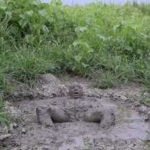 RyuuWammer: Mud Tug