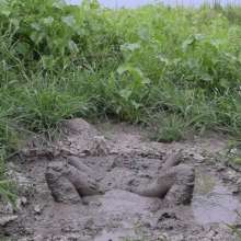 RyuuWammer: Mud Tug
