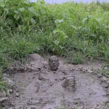 RyuuWammer: Mud Tug