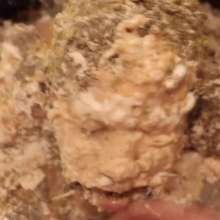 DuckDuckWam: Sitting Submissive Slut Blasted with Mess--Very Gross