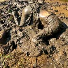 TannerQS: Astolfo Sinks in Quicksand!