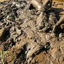 TannerQS: Astolfo Sinks in Quicksand!