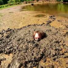 TannerQS: Astolfo Sinks in Quicksand!