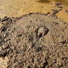 TannerQS: Astolfo Sinks in Quicksand!