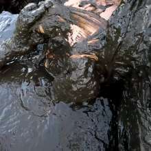 Jayce: Deep Sinking-"Tar" Mud+Peat in Public!  W/ Tannerqs!