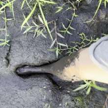 Jayce: Deep Sinking-"Tar" Mud+Peat in Public!  W/ Tannerqs!
